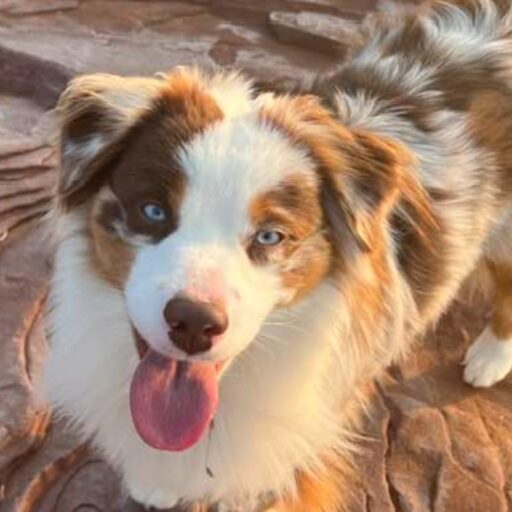 Wigglebutt Miniature American Shepherd